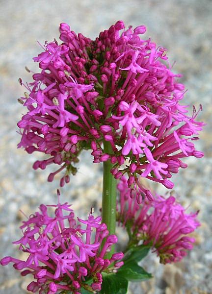 Centranthus ruber / Valeriana rossa